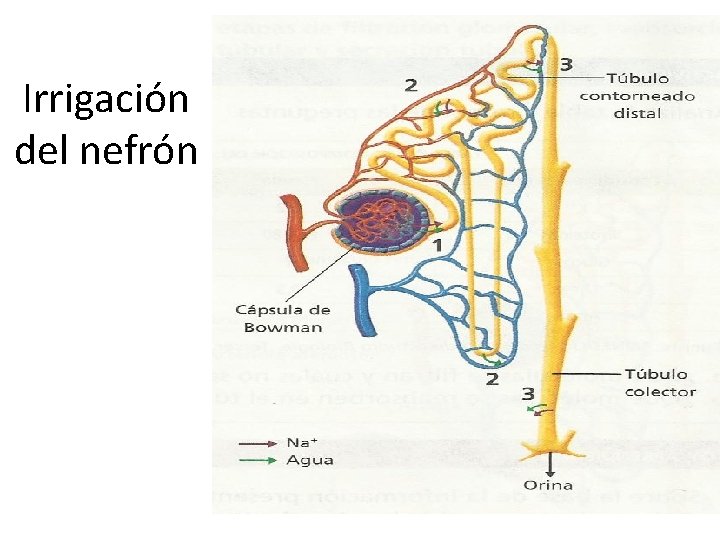 Irrigación del nefrón 