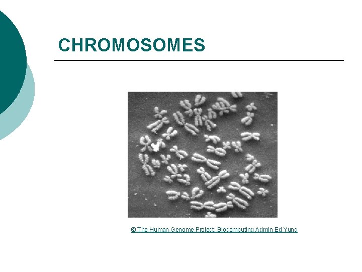 CHROMOSOMES © The Human Genome Project: Biocomputing Admin Ed Yung 