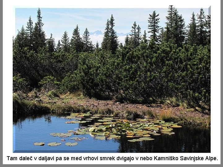 Tam daleč v daljavi pa se med vrhovi smrek dvigajo v nebo Kamniško Savinjske