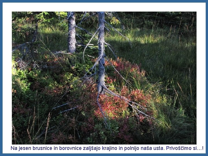 Na jesen brusnice in borovnice zaljšajo krajino in polnijo naša usta. Privoščimo si…! 