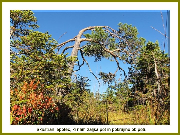 Skuštran lepotec, ki nam zaljša pot in pokrajino ob poti. 