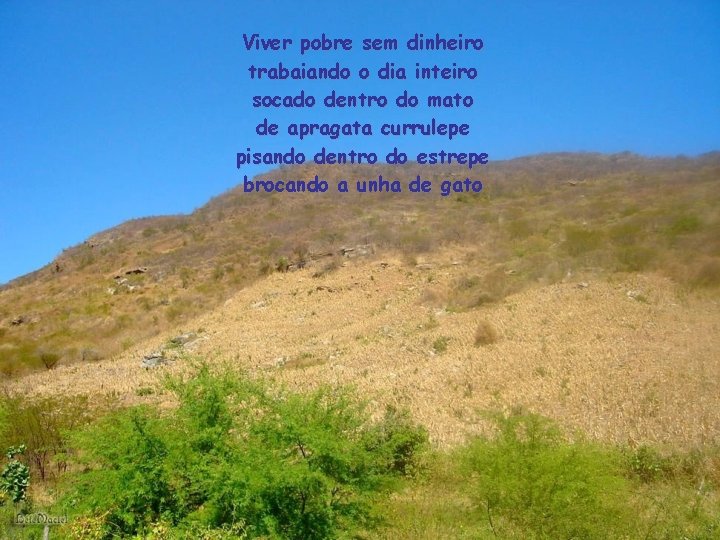 Viver pobre sem dinheiro trabaiando o dia inteiro socado dentro do mato de apragata