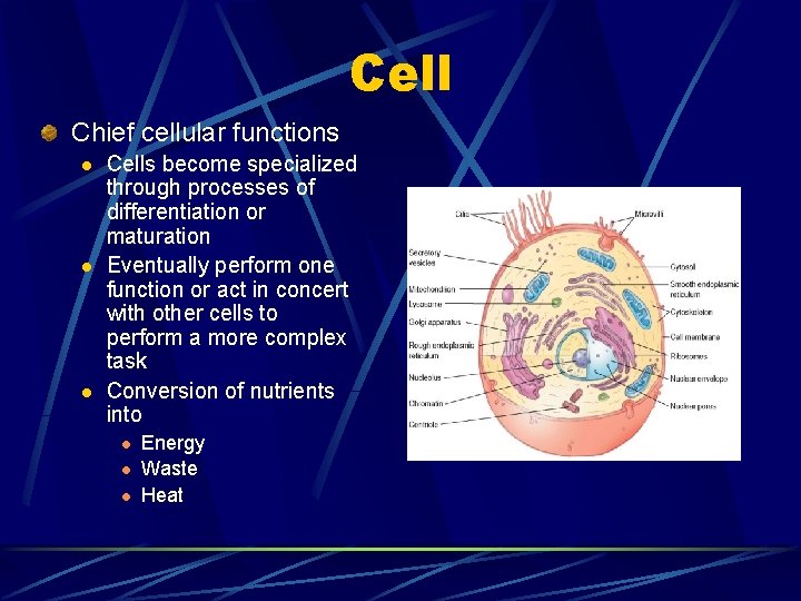 Cell Chief cellular functions l l l Cells become specialized through processes of differentiation