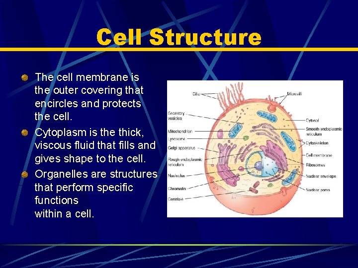 Cell Structure The cell membrane is the outer covering that encircles and protects the
