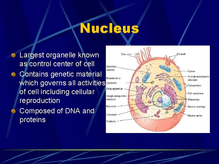 Nucleus Largest organelle known as control center of cell Contains genetic material which governs