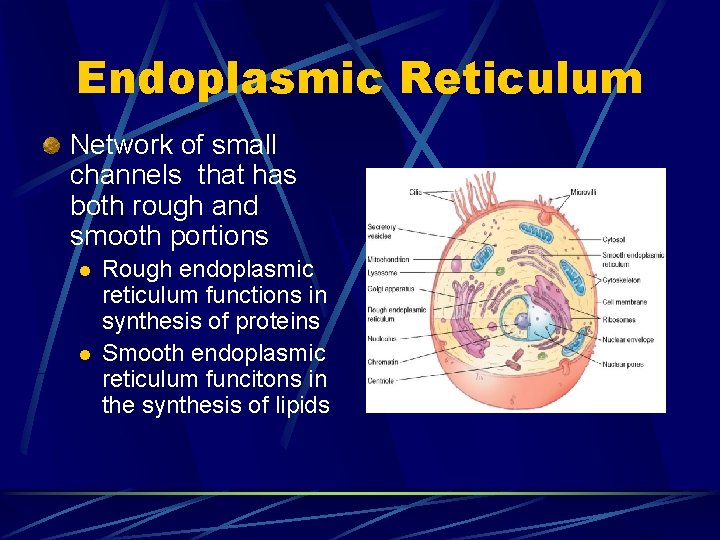 Endoplasmic Reticulum Network of small channels that has both rough and smooth portions l