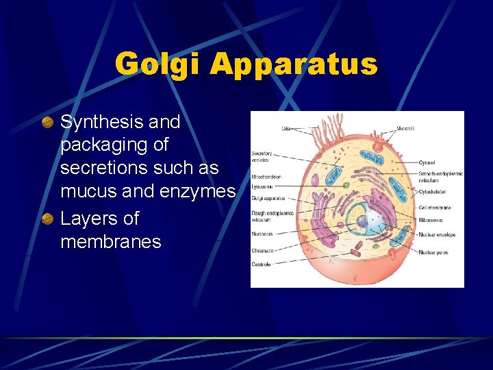 Golgi Apparatus Synthesis and packaging of secretions such as mucus and enzymes Layers of