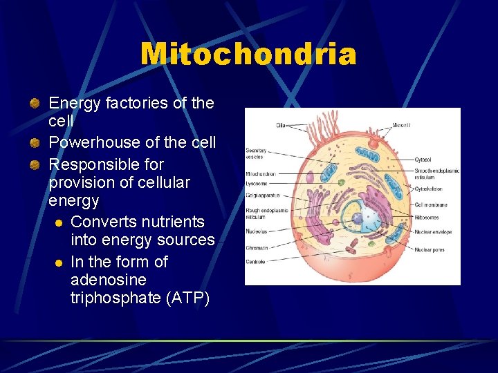 Mitochondria Energy factories of the cell Powerhouse of the cell Responsible for provision of