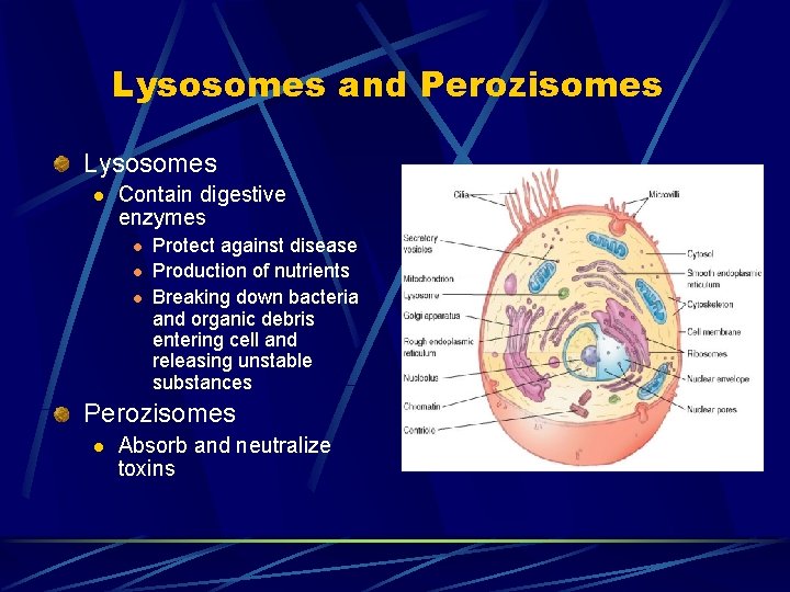Lysosomes and Perozisomes Lysosomes l Contain digestive enzymes l l l Protect against disease