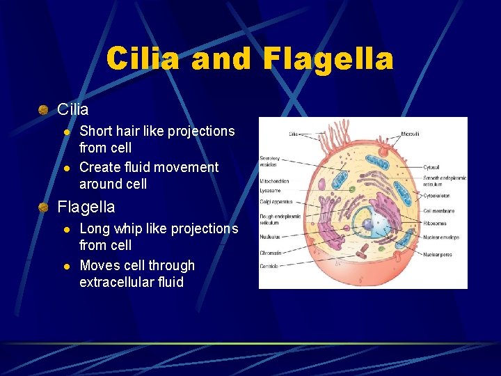 Cilia and Flagella Cilia l l Short hair like projections from cell Create fluid