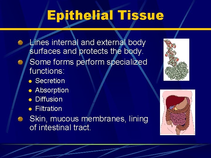 Epithelial Tissue Lines internal and external body surfaces and protects the body. Some forms
