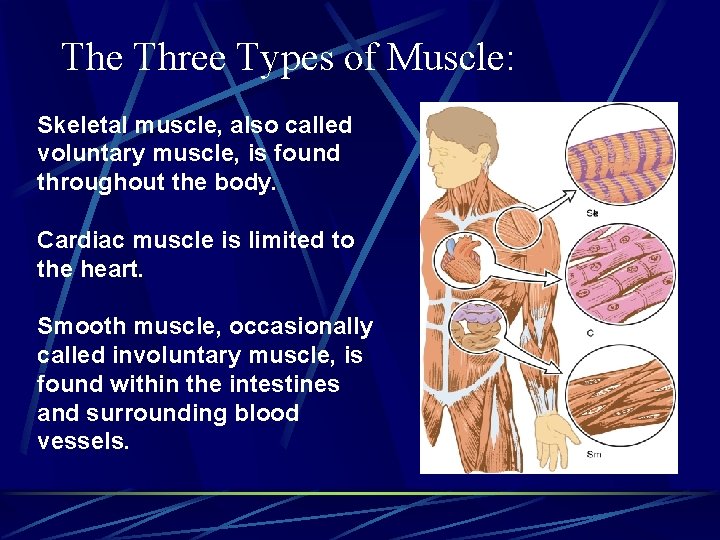 The Three Types of Muscle: Skeletal muscle, also called voluntary muscle, is found throughout