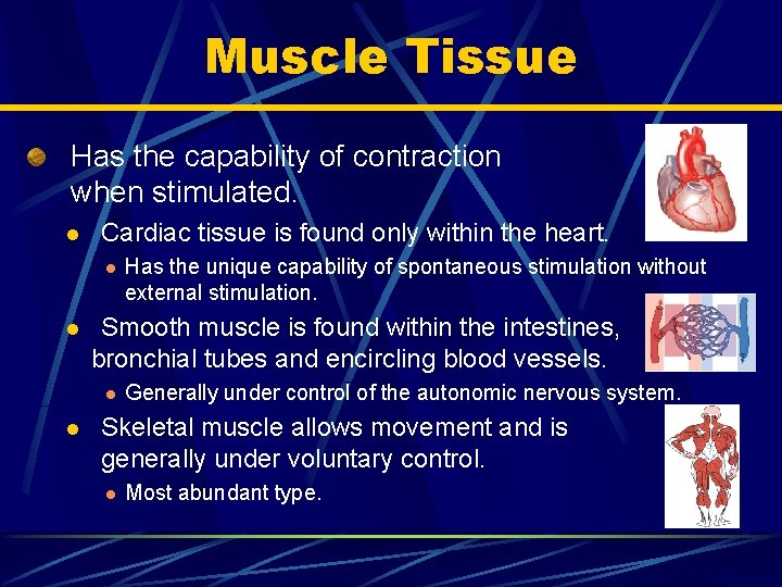 Muscle Tissue Has the capability of contraction when stimulated. l Cardiac tissue is found