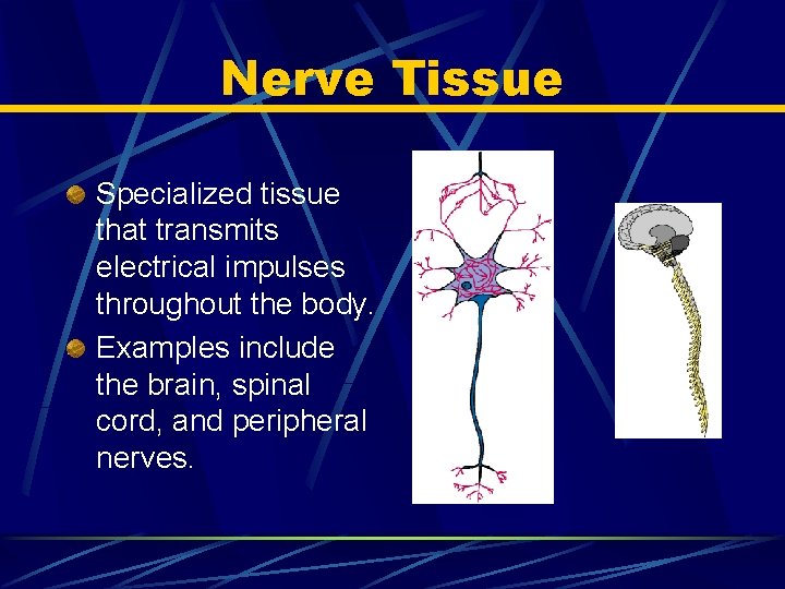 Nerve Tissue Specialized tissue that transmits electrical impulses throughout the body. Examples include the