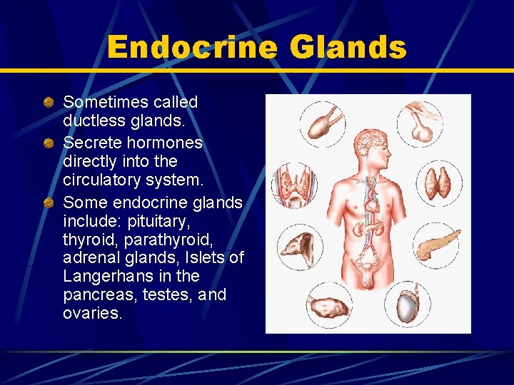 Endocrine Glands Sometimes called ductless glands. Secrete hormones directly into the circulatory system. Some