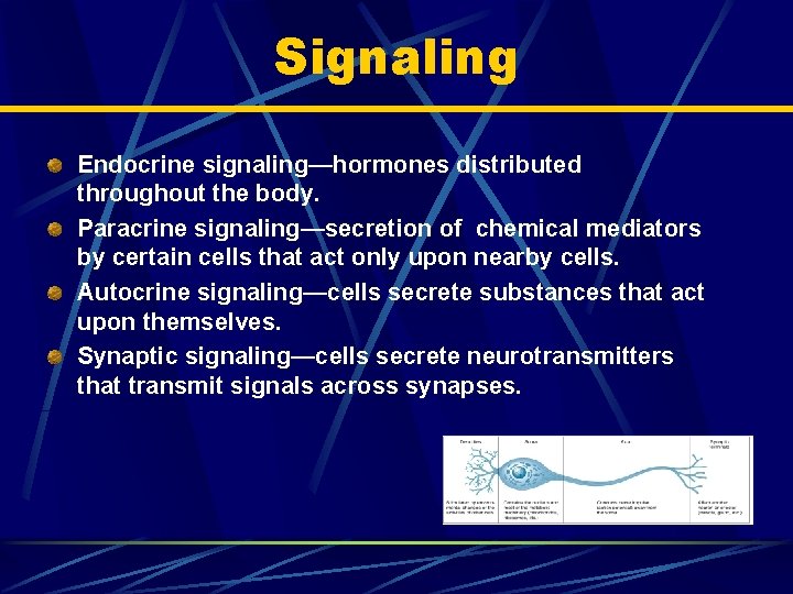 Signaling Endocrine signaling—hormones distributed throughout the body. Paracrine signaling—secretion of chemical mediators by certain