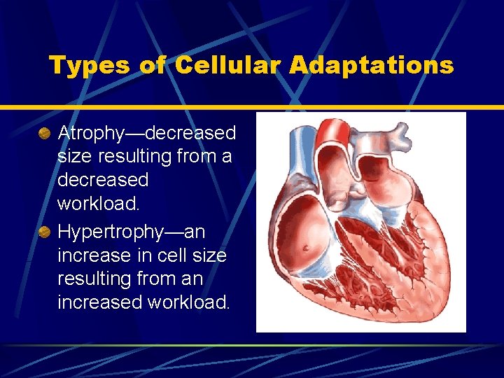 Types of Cellular Adaptations Atrophy—decreased size resulting from a decreased workload. Hypertrophy—an increase in