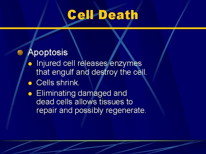Cell Death Apoptosis l l l Injured cell releases enzymes that engulf and destroy