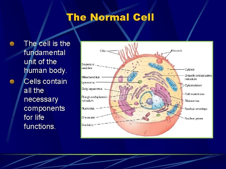 The Normal Cell The cell is the fundamental unit of the human body. Cells