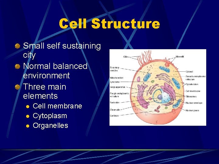 Cell Structure Small self sustaining city Normal balanced environment Three main elements l l