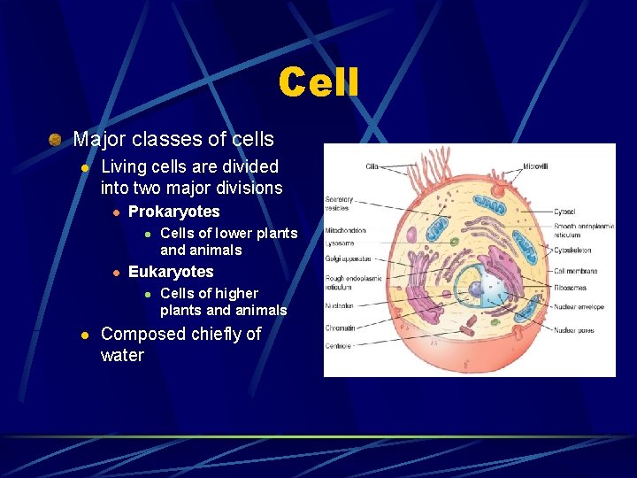 Cell Major classes of cells l Living cells are divided into two major divisions