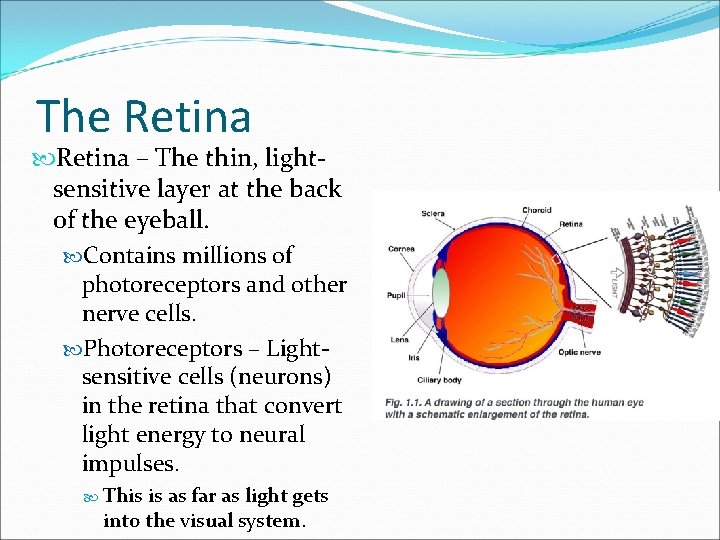 The Retina – The thin, lightsensitive layer at the back of the eyeball. Contains