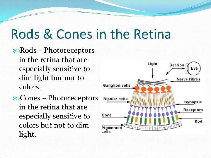Rods & Cones in the Retina Rods – Photoreceptors in the retina that are