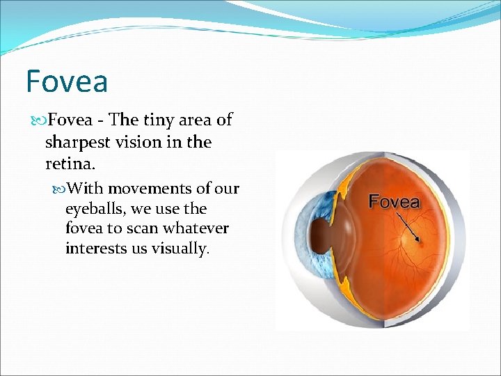 Fovea - The tiny area of sharpest vision in the retina. With movements of