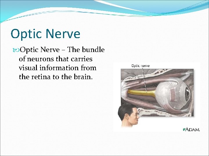 Optic Nerve – The bundle of neurons that carries visual information from the retina