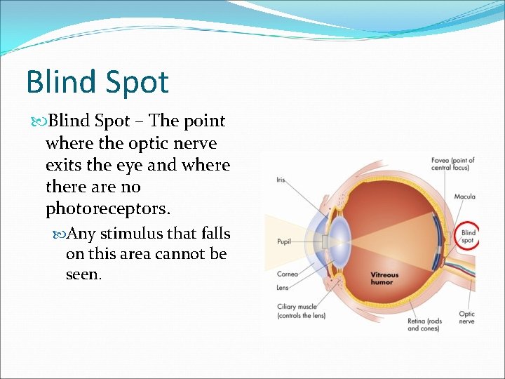 Blind Spot – The point where the optic nerve exits the eye and where