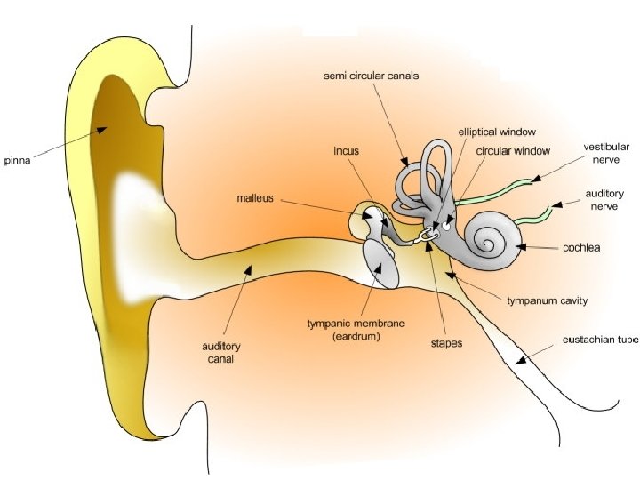 Sound and the Ear 