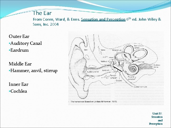 The Ear From Coren, Ward, & Enns. Sensation and Perception 6 th ed. John