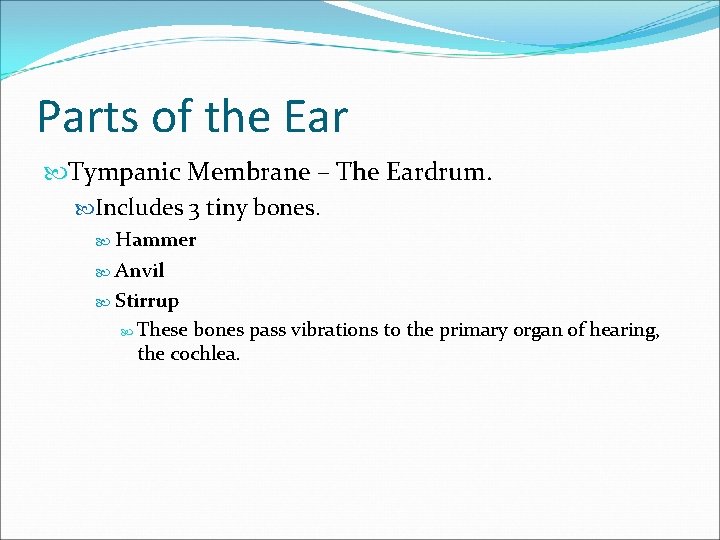 Parts of the Ear Tympanic Membrane – The Eardrum. Includes 3 tiny bones. Hammer