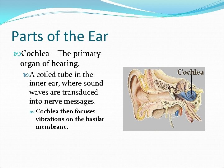 Parts of the Ear Cochlea – The primary organ of hearing. A coiled tube