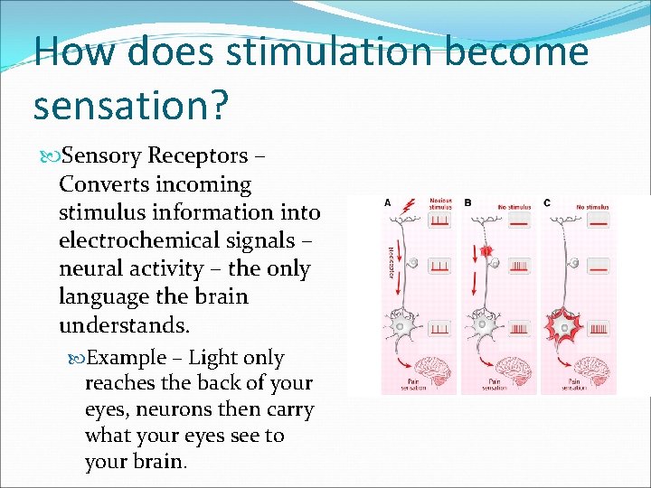 How does stimulation become sensation? Sensory Receptors – Converts incoming stimulus information into electrochemical