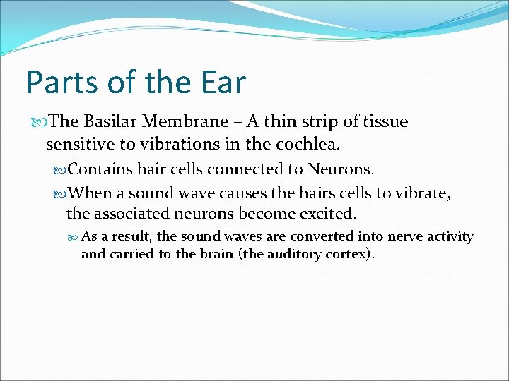 Parts of the Ear The Basilar Membrane – A thin strip of tissue sensitive