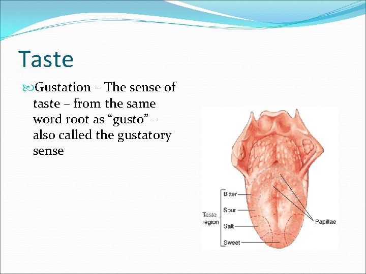 Taste Gustation – The sense of taste – from the same word root as