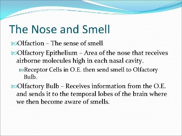 The Nose and Smell Olfaction – The sense of smell Olfactory Epithelium – Area