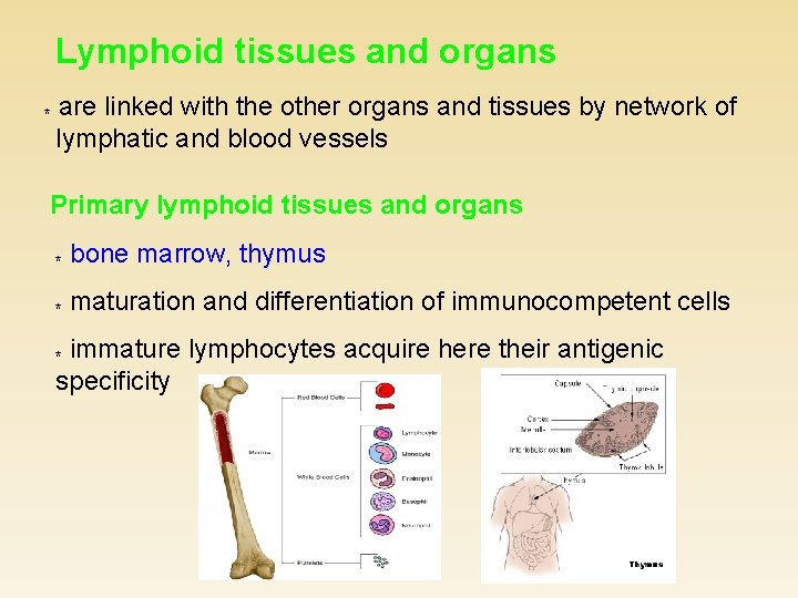 Lymphoid tissues and organs * are linked with the other organs and tissues by