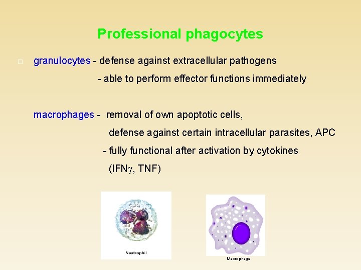 Professional phagocytes granulocytes - defense against extracellular pathogens - able to perform effector functions