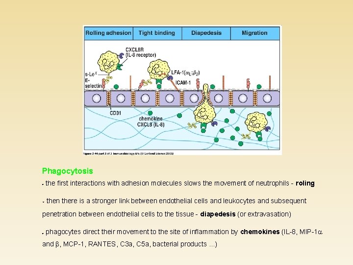 Phagocytosis * the first interactions with adhesion molecules slows the movement of neutrophils -