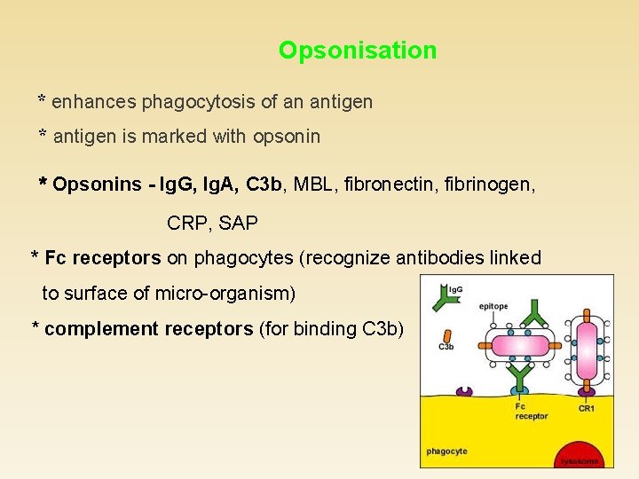 Opsonisation * enhances phagocytosis of an antigen * antigen is marked with opsonin *
