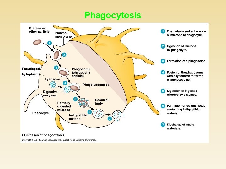 Phagocytosis 