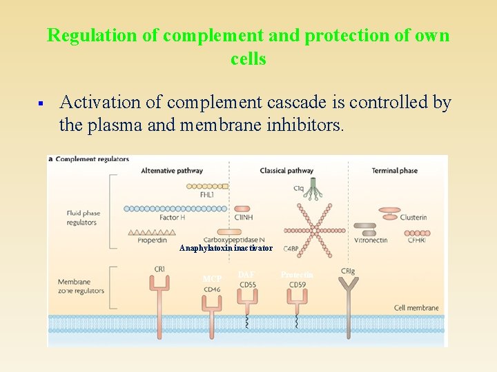 Regulation of complement and protection of own cells § Activation of complement cascade is