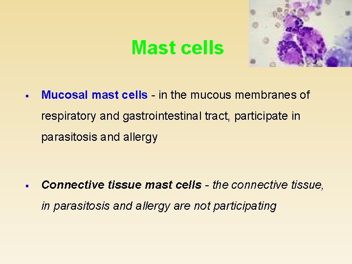 Mast cells § Mucosal mast cells - in the mucous membranes of respiratory and