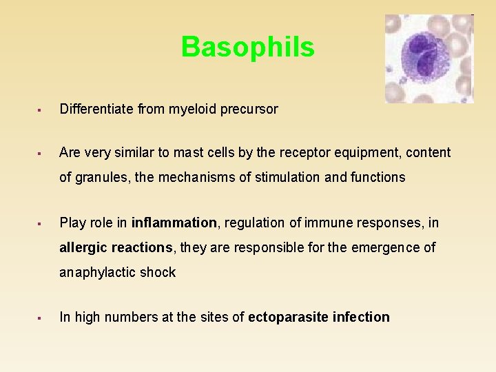 Basophils § Differentiate from myeloid precursor § Are very similar to mast cells by