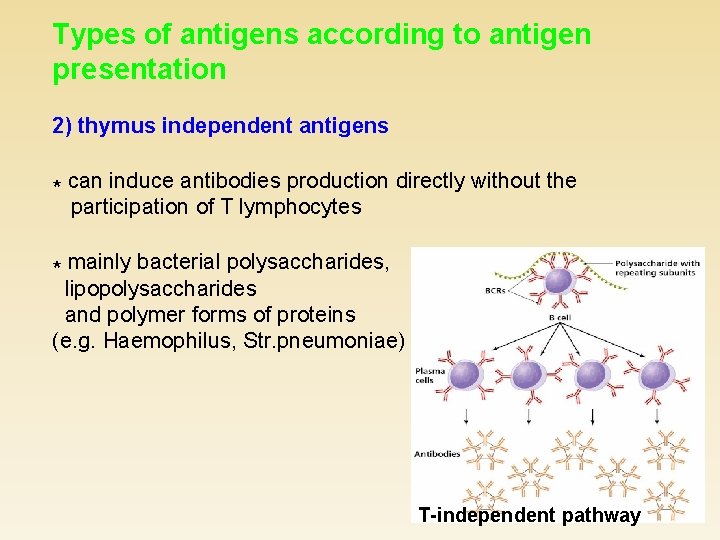Types of antigens according to antigen presentation 2) thymus independent antigens * can induce