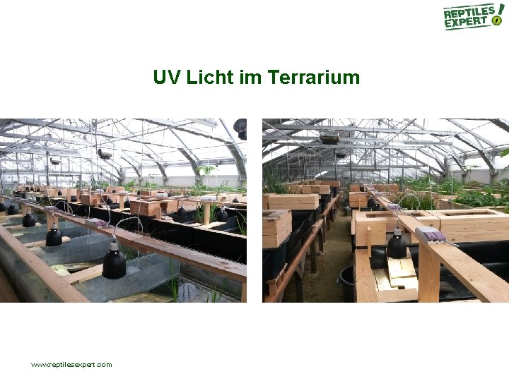 UV Licht im Terrarium www. reptilesexpert. com UV Licht im Terrarium www. reptilesexpert. com