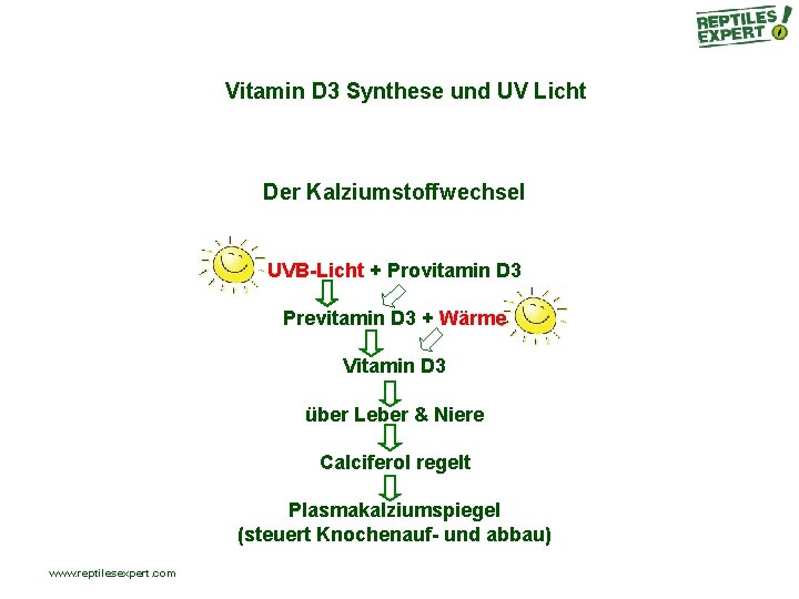 Vitamin D 3 Synthese und UV Licht Der Kalziumstoffwechsel UVB-Licht + Provitamin D 3 Vitamin D 3 Synthese und UV Licht Der Kalziumstoffwechsel UVB-Licht + Provitamin D 3