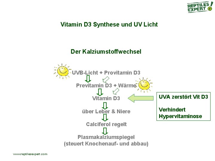 Vitamin D 3 Synthese und UV Licht Der Kalziumstoffwechsel UVB-Licht + Provitamin D 3 Vitamin D 3 Synthese und UV Licht Der Kalziumstoffwechsel UVB-Licht + Provitamin D 3